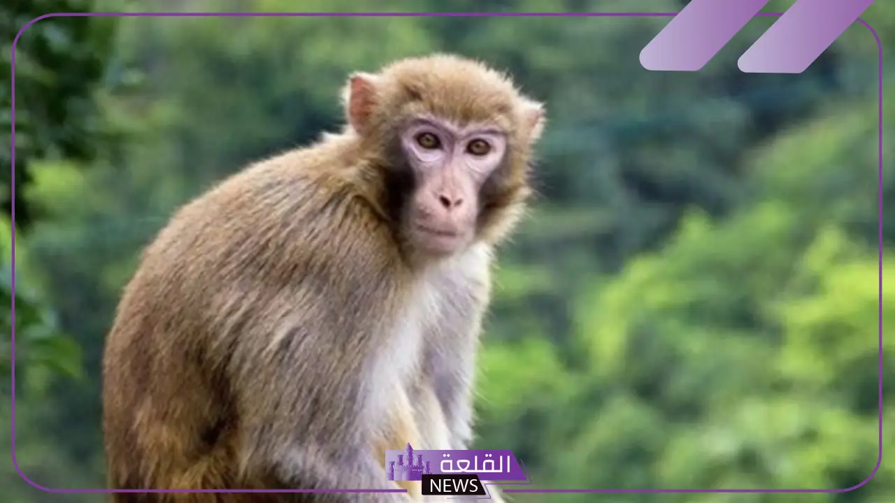 تفسير رؤية القرد في المنام وهجومه على المرأة لابن سيرين