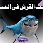 تفسير حلم القرش في المنام ورمزه للرجل والمرأة لكبار العلماء