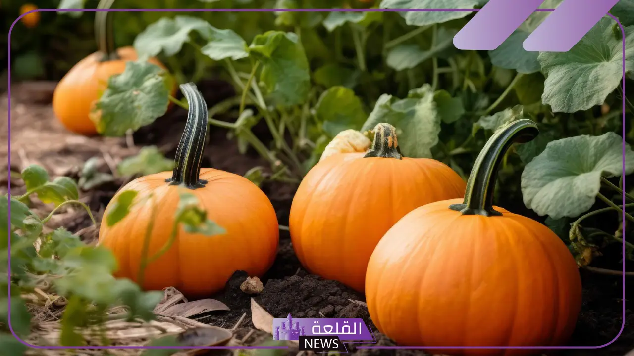 تفسير حلم القرع في المنام برتقالي للعالم ابن سيرين للمرأة والرجل تفسير حلم القرع في المنام برتقالي للعالم ابن سيرين للمرأة والرجل