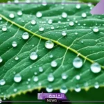 معنى الندى في الثقافات والأدب واللغة العربية