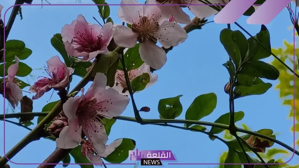 متى يبدأ الربيع ومتى ينتهي؟ تعريف فصل الربيع