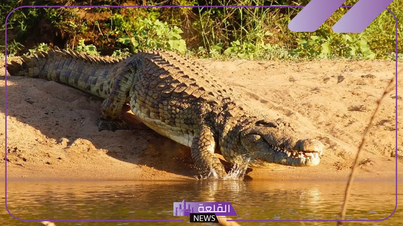 تفسير حلم تمساح يلاحقني في المنام لابن سيرين للمتزةوجة