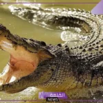 تفسير حلم التمساح للعزباء في البيت للعالم ابن سيرين