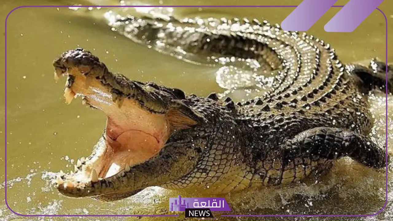 تفسير حلم التمساح للعزباء في البيت للعالم ابن سيرين
