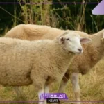 تفسير حلم رؤية الذبيحة في المنام مسلوخة للعزباء والمتزوجة