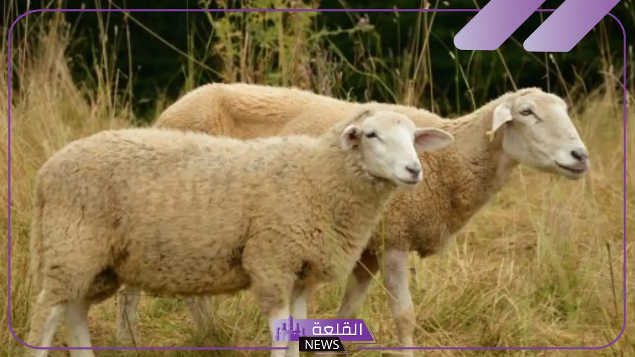 تفسير حلم رؤية الذبيحة في المنام مسلوخة للعزباء والمتزوجة