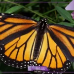 معلومات عن الفراشة وفوائدها ودورة حياتها.. أين تعيش الفراشات؟
