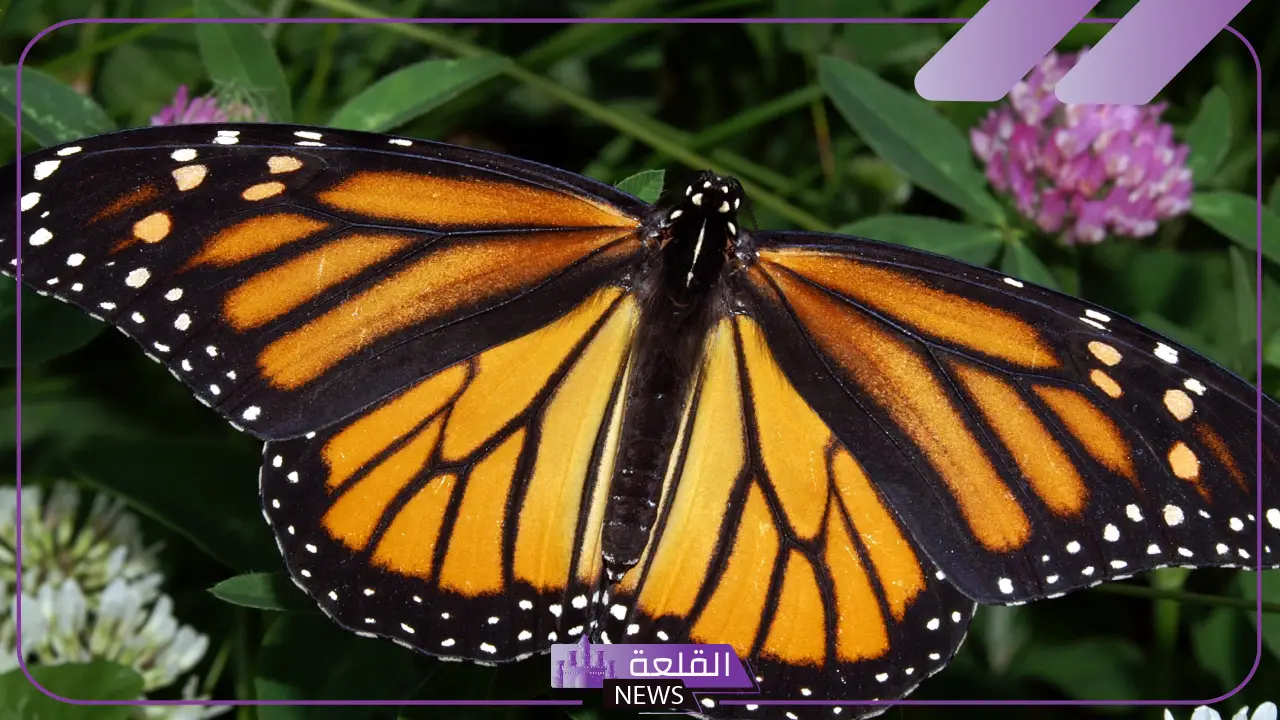 معلومات عن الفراشة وفوائدها ودورة حياتها.. أين تعيش الفراشات؟