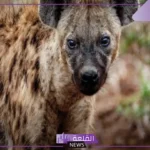 ما هو اسم انثى الضبع؟ صفات حيوان الضبع
