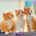 تفسير حلم القطط للعزباء والمتزوجة واللعب معهم في المنام
