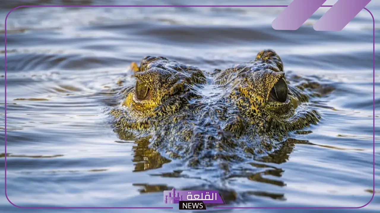 تفسير حلم تمساح يلاحقني في المنام لابن سيرين للمتزةوجة تفسير حلم تمساح يلاحقني في المنام لابن سيرين للمتزةوجة
