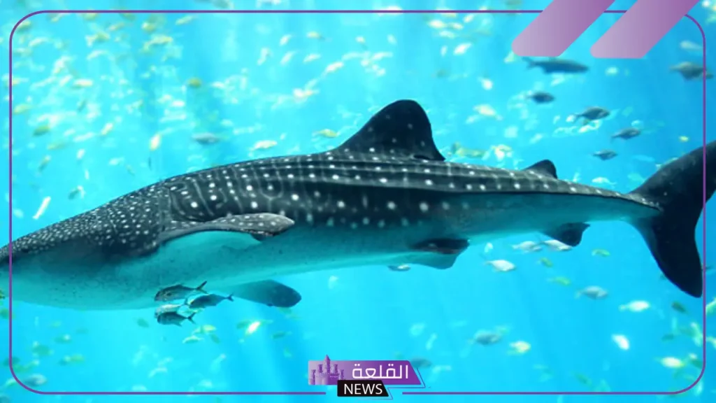 تفسير حلم القرش في المنام ورمزه للرجل والمرأة لكبار العلماء