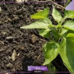 مكونات التربة.. أنواع وخصائص التربة الزراعية