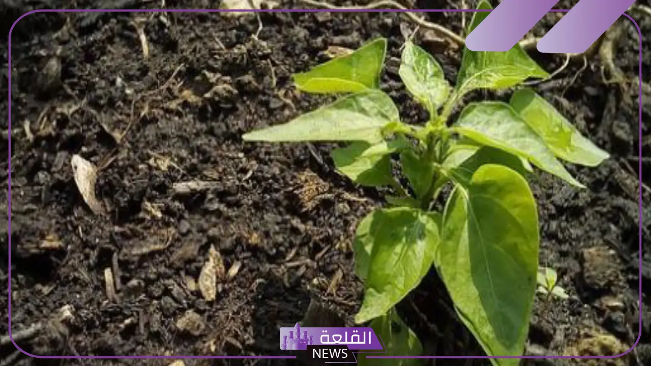 مكونات التربة.. أنواع وخصائص التربة الزراعية