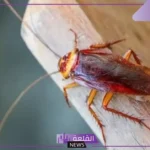تفسير حلم الصرصور الكبير يمشي على جسمي في المنام لابن سيرين