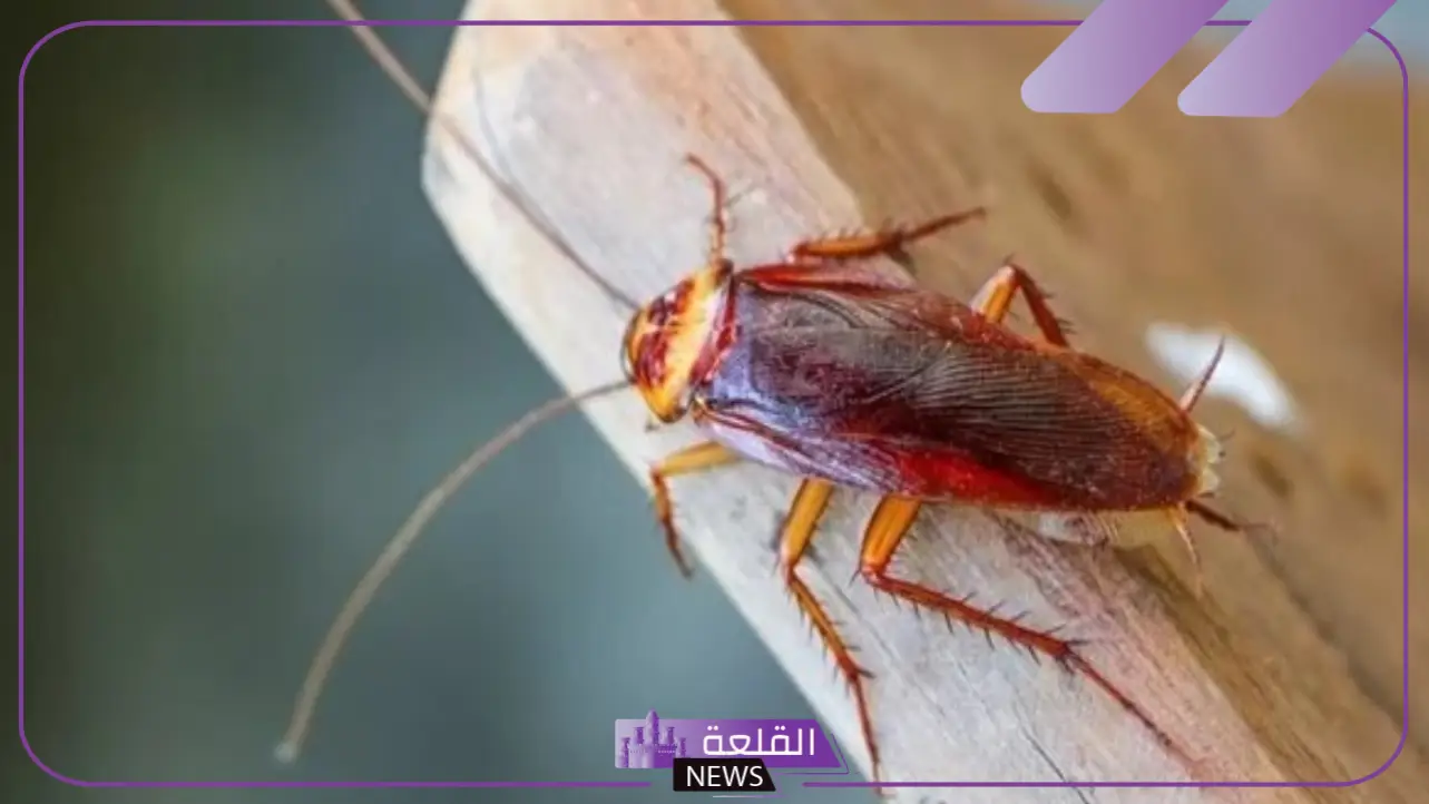 تفسير حلم الصرصور الكبير يمشي على جسمي في المنام لابن سيرين