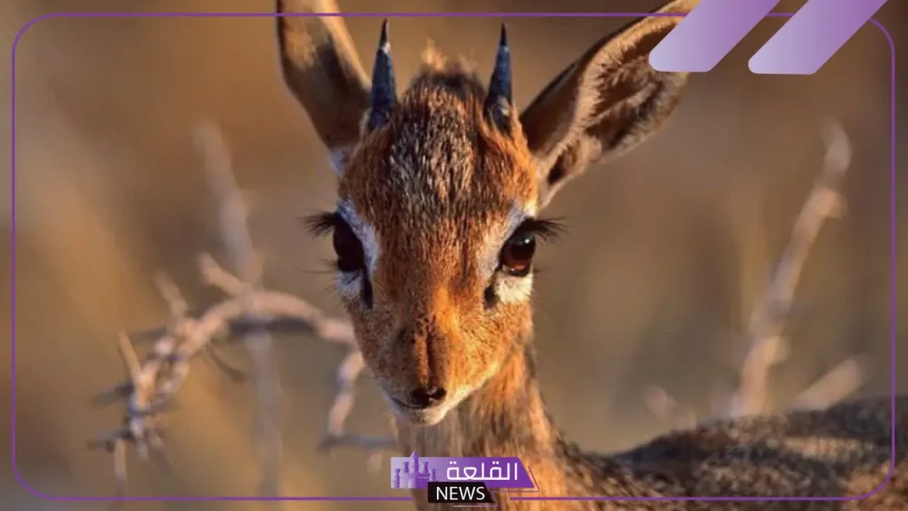 اسم صغير الغزال.. معلومات عن صغير الغزال اسم صغير الغزال.. معلومات عن صغير الغزال