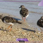 أنواع طيور البحر.. مواطن وبيئات الطيور البحرية في البحر الأحمر