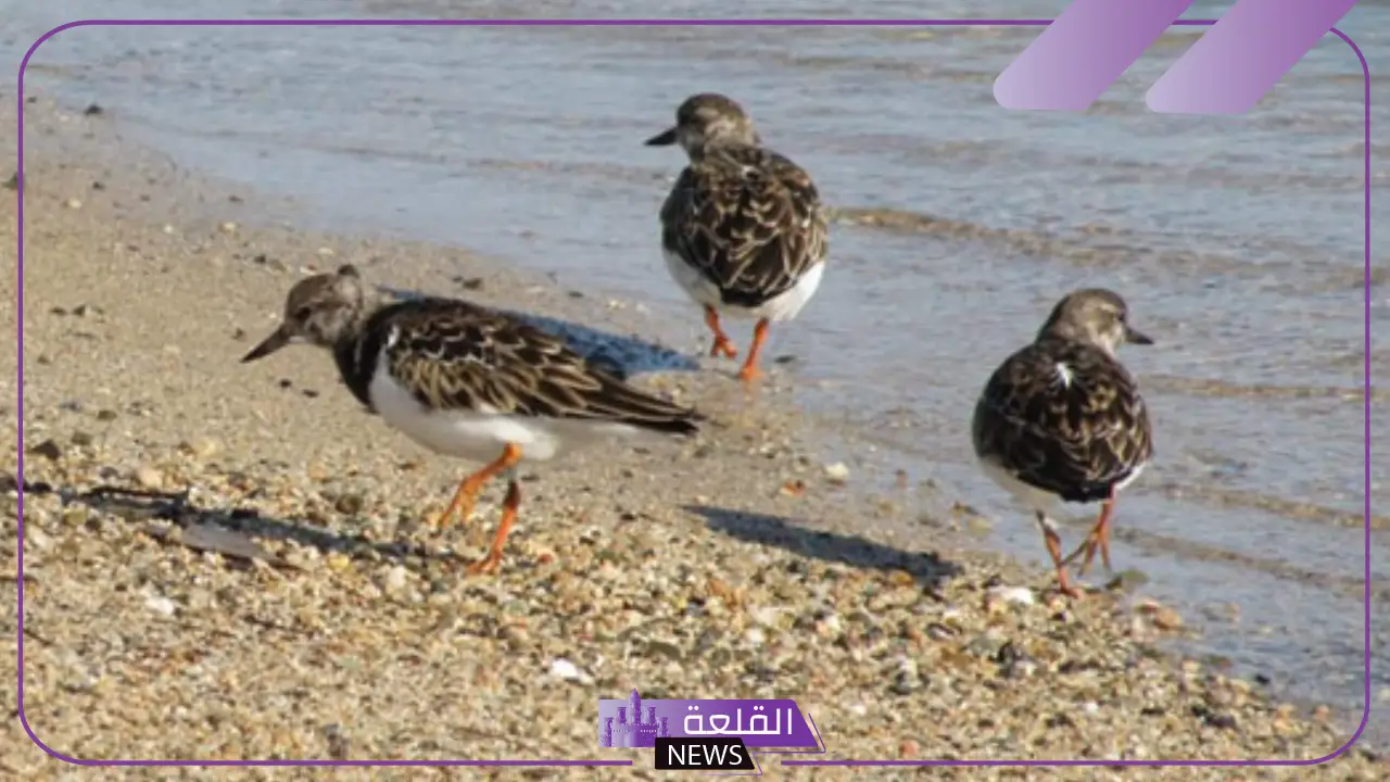 أنواع طيور البحر.. مواطن وبيئات الطيور البحرية في البحر الأحمر 22 أنواع طيور البحر.. مواطن وبيئات الطيور البحرية في البحر الأحمر