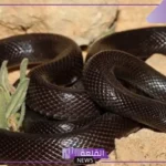 تفسير حلم رؤية ثعبان اسود في المنام يهاجمني في البيت لابن سيرين