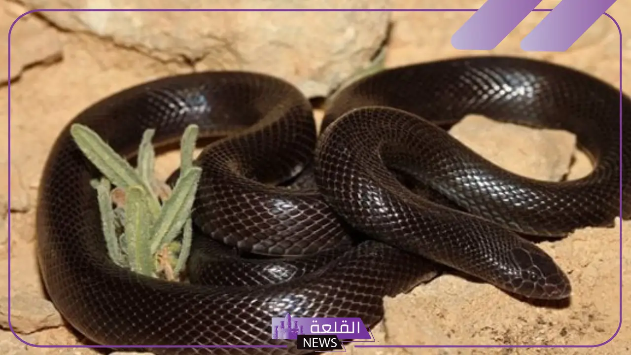 تفسير حلم رؤية ثعبان اسود في المنام يهاجمني في البيت لابن سيرين