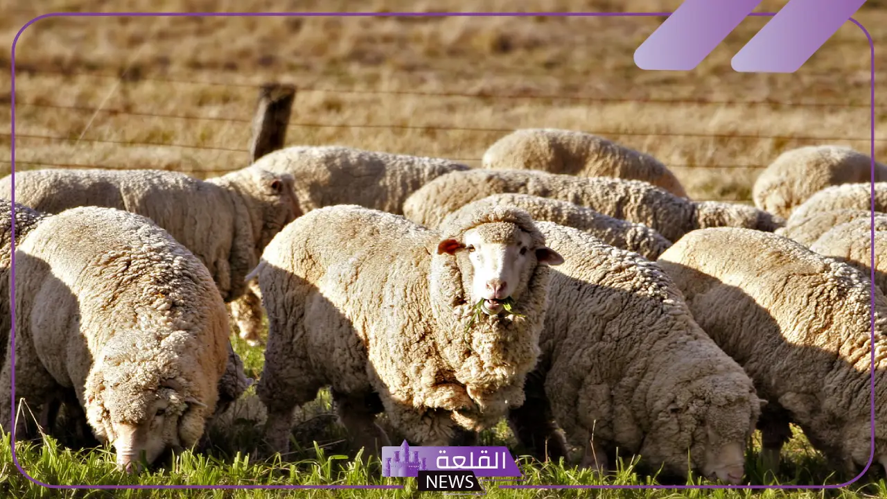 متوسط معدل أعمار الغنم.. العوامل المؤثرة في نمو وصحة الأغنام متوسط معدل أعمار الغنم.. العوامل المؤثرة في نمو وصحة الأغنام