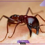كم عدد عين النملة؟ آلية الرؤية عند النملة