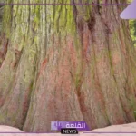 معنى سكويا وسبب تسميتها بهذا الاسم.. معلومات عن شجرة سكويا