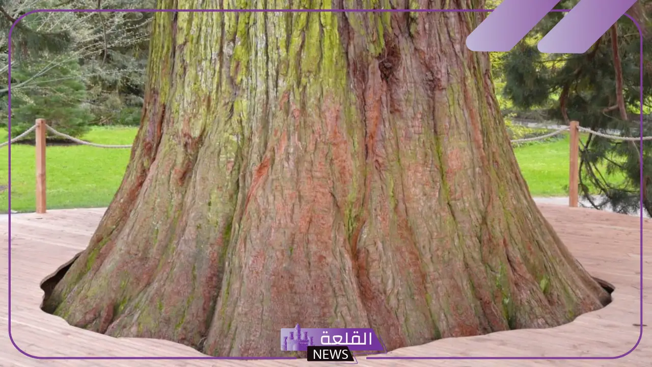 معنى سكويا وسبب تسميتها بهذا الاسم.. معلومات عن شجرة سكويا