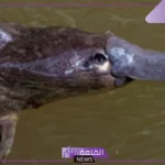 شكل منقار البط.. معلومات عن حيوان منقار البط