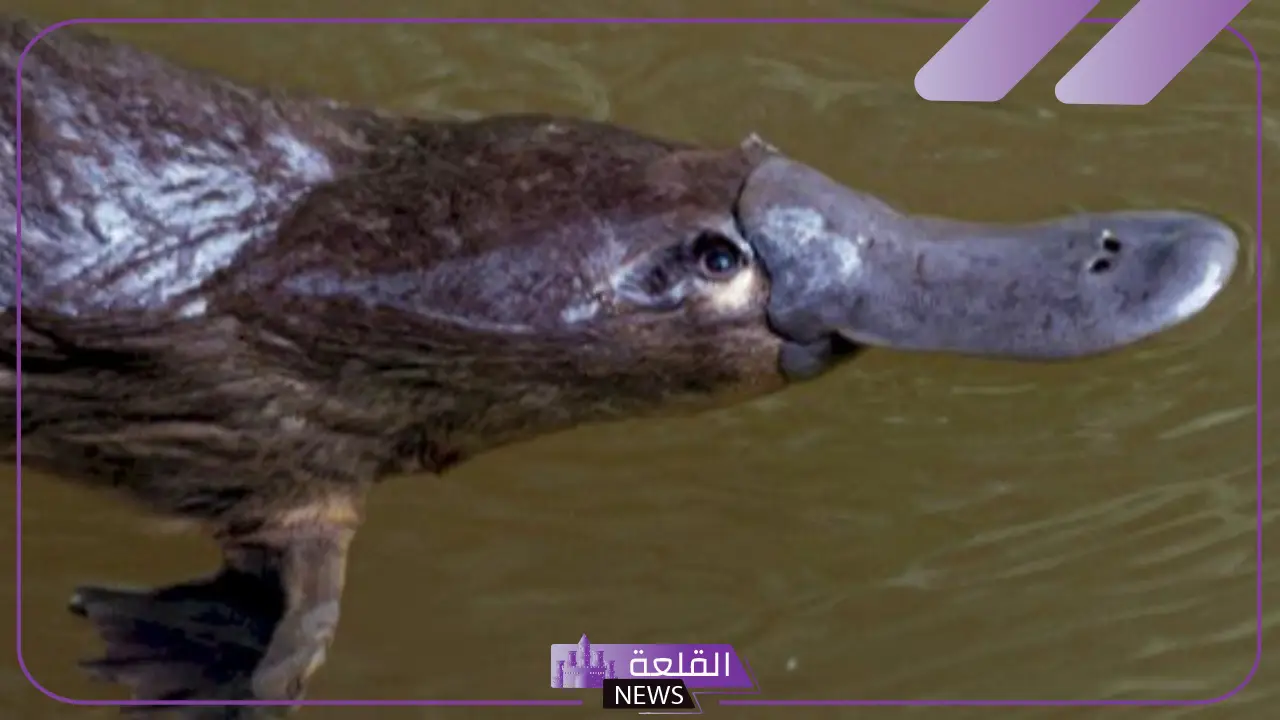 شكل منقار البط.. معلومات عن حيوان منقار البط