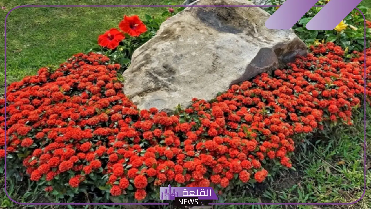 ما هو القرمز؟ فوائد حجر القرمز وأضراره