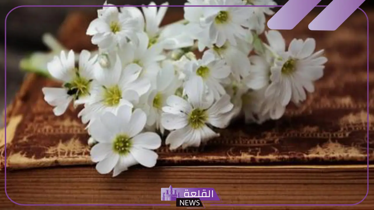 كلمات وداع قصيرة.. عبارات وداع تفيض رقة ومشاعر صادقة كلمات وداع قصيرة.. عبارات وداع تفيض رقة ومشاعر صادقة