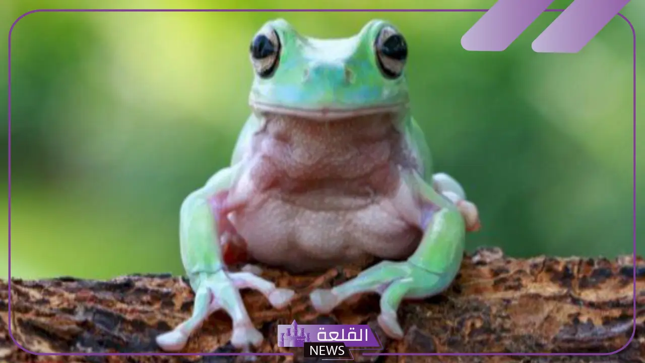مراحل الضفدع.. الضفادع هي من الحيوانات البرمائية؟ - القلعة نيوز