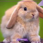 ما اسم صغير الارنب؟ صفات صغير الأرنب الشكلية