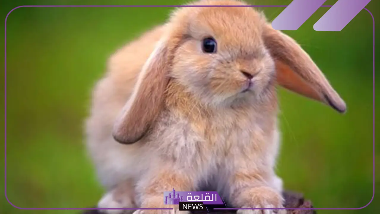 ما اسم صغير الارنب؟ صفات صغير الأرنب الشكلية