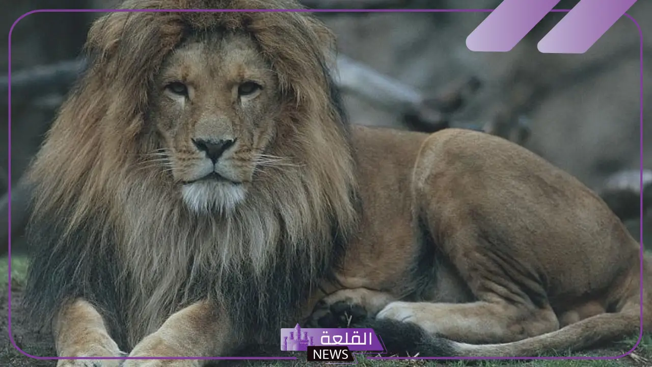معلومات عن الأسد العربي.. خصائص الأسد الشكلية معلومات عن الأسد العربي.. خصائص الأسد الشكلية