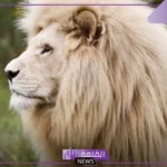 معلومات عن الأسد العربي.. خصائص الأسد الشكلية