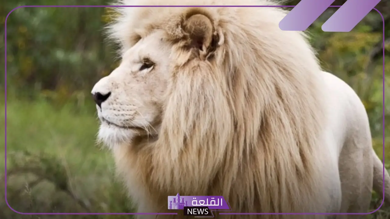 معلومات عن الأسد العربي.. خصائص الأسد الشكلية