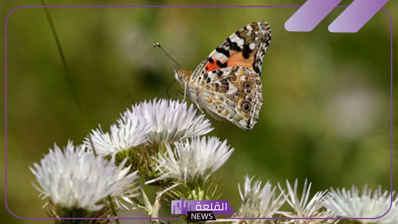 أي الحشرات التالية تكون الحورية مرحلة من مراحل حياتها؟ أي الحشرات التالية تكون الحورية مرحلة من مراحل حياتها؟