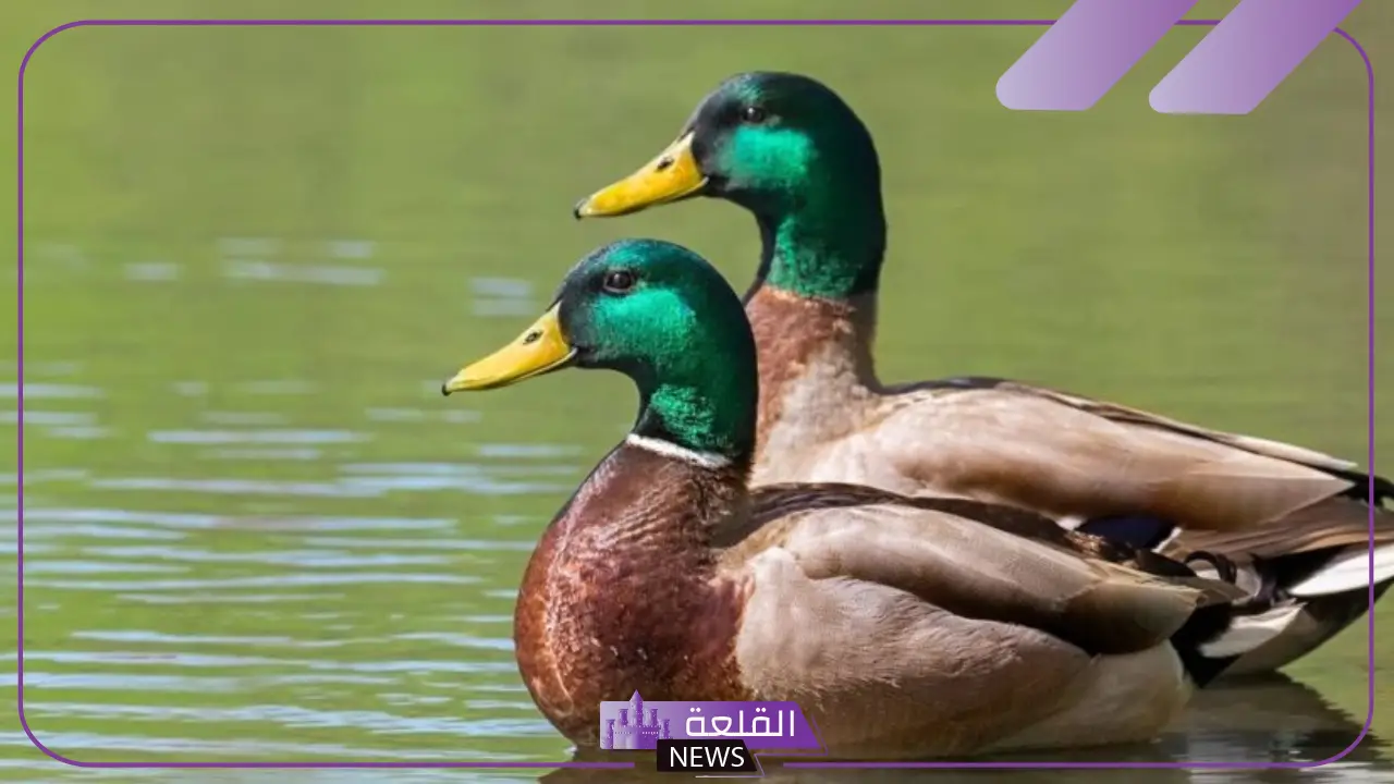 تفسير حلم البط في المنام للعزباء والمتزوجة لابن سيرين تفسير حلم البط في المنام للعزباء والمتزوجة لابن سيرين