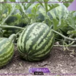 تفسير رؤية البطيخ في المنام لابن سيرين للمتزوجة والعزباء