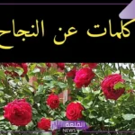 عبارات عن النجاح والتفاؤل.. كلمات عن التفوق في الدراسة قصيرة