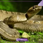 ما اسم صوت الثعبان؟ أسباب إصدار الثعابين للأصوات