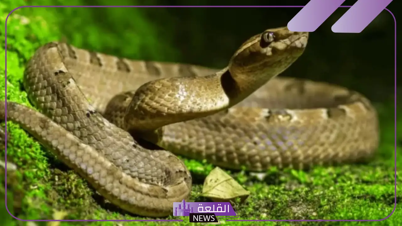 ما اسم صوت الثعبان؟ أسباب إصدار الثعابين للأصوات