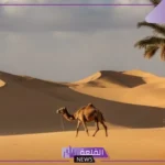 تفسير رؤية الجمل في المنام للحامل والعزباء لابن سيرين