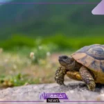 كم تعيش السلحفاة؟ أسباب طول عمر السلاحف