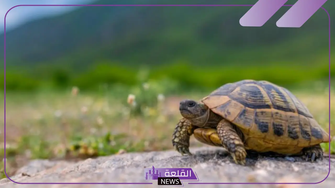 كم تعيش السلحفاة؟ أسباب طول عمر السلاحف