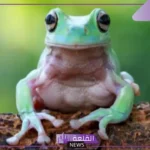 مراحل الضفدع.. الضفادع هي من الحيوانات البرمائية؟