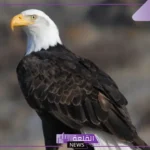 أنواع حيوان العقاب وصفاته.. هل العقاب صقر؟